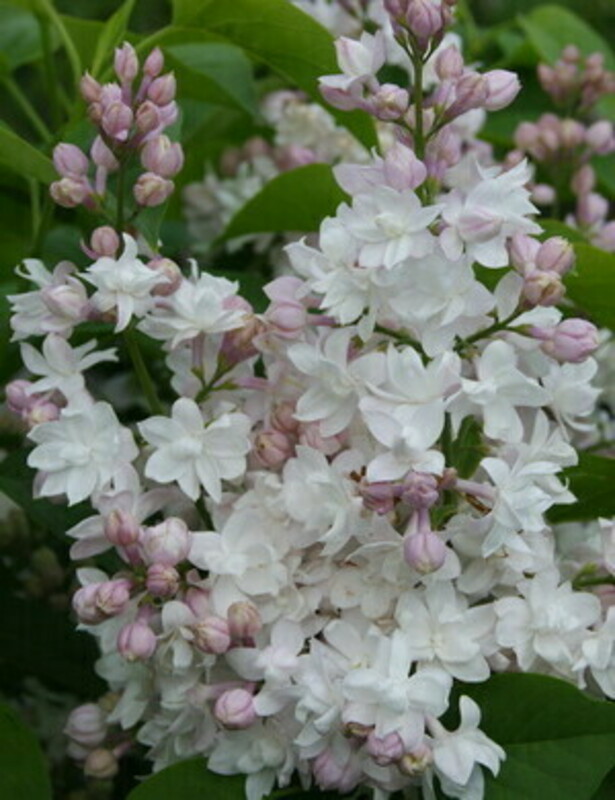 Сирень обыкновенная Прохоровка (Syringa vulgaris 'Prokhorovka')