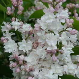 Сирень обыкновенная Прохоровка (Syringa vulgaris 'Prokhorovka')