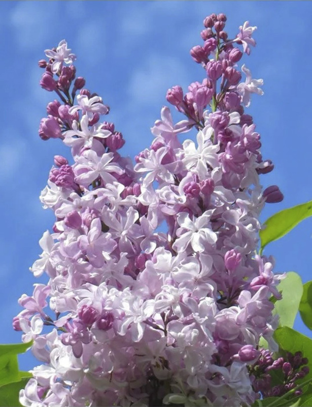 Сирень обыкновенная Радмила (Syringa vulgaris 'Radmila')