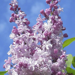 Сирень обыкновенная "Радмила"