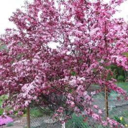 Яблоня Недзвецкого (Malus niedzwetzkyana)