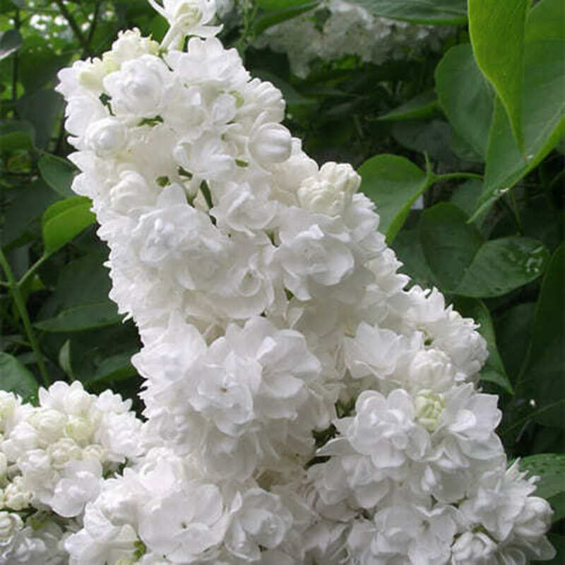 Сирень обыкновенная Русский север (Syringa vulgaris 'Russkiy Sever')