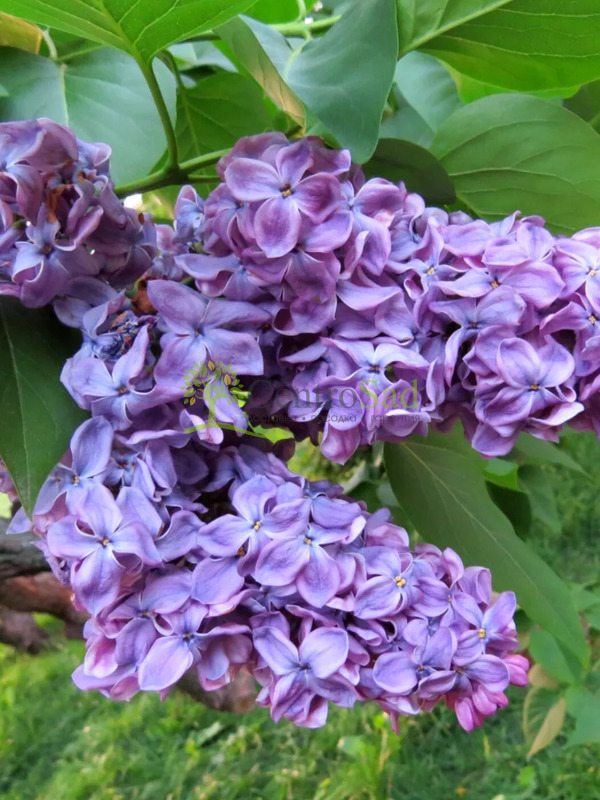 Сирень обыкновенная Серебряный Век (Syringa vulgaris 'Serebryanyy Vek')