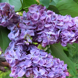 Сирень обыкновенная "Серебряный Век"