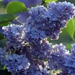 Сирень обыкновенная Синенький скромный платочек (Syringa vulgaris 'Sinenkiy Skromnyy Platochek')
