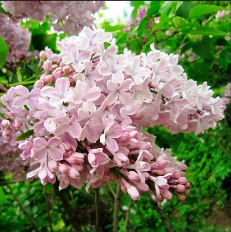 Сирень обыкновенная Тишина (Syringa vulgaris 'Tishina')