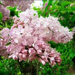 Сирень обыкновенная Тишина (Syringa vulgaris 'Tishina')
