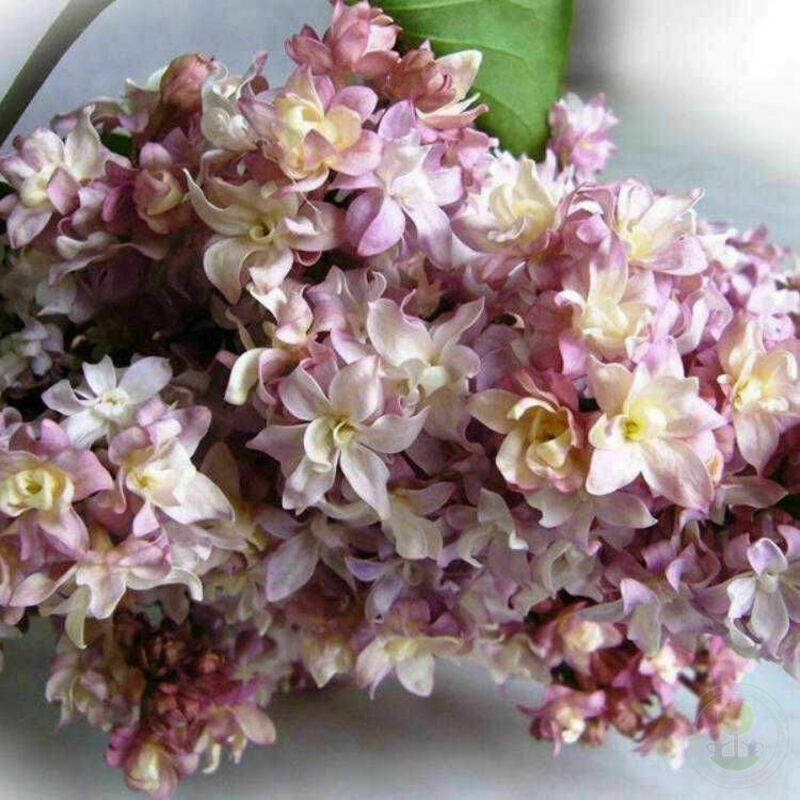 Сирень обыкновенная Федерико Гарсиа Лорка (Syringa vulgaris 'Federico Garcia Lorca')