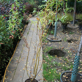 Ива Матсудана (Salix matsudana)