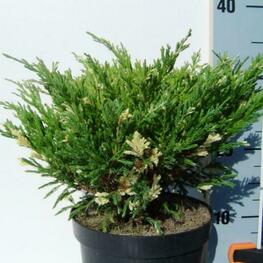 Можжевельник горизонтальный Андорра Вариегата (Juniperus horizontalis 'Andorra Variegata')
