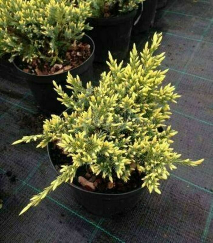 Можжевельник горизонтальный Юкон Белль (Juniperus horizontalis 'Yukon Belle')