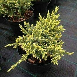 Можжевельник горизонтальный Юкон Белль (Juniperus horizontalis 'Yukon Belle')