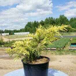 Можжевельник средний Голден Саусер (Juniperus x pfitzeriana 'Golden Saucer')