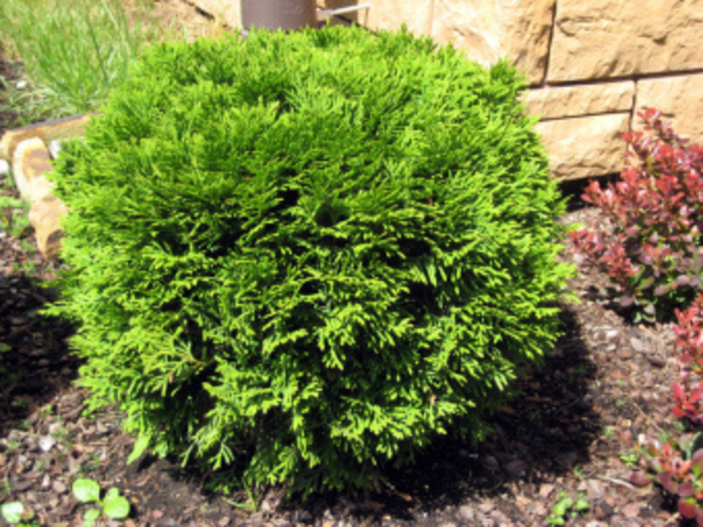Туя западная Селена (Thuja occidentalis 'Selena')