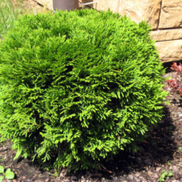 Туя западная Селена (Thuja occidentalis 'Selena')