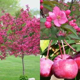 Яблоня декоративная Ола (Malus 'Ola')