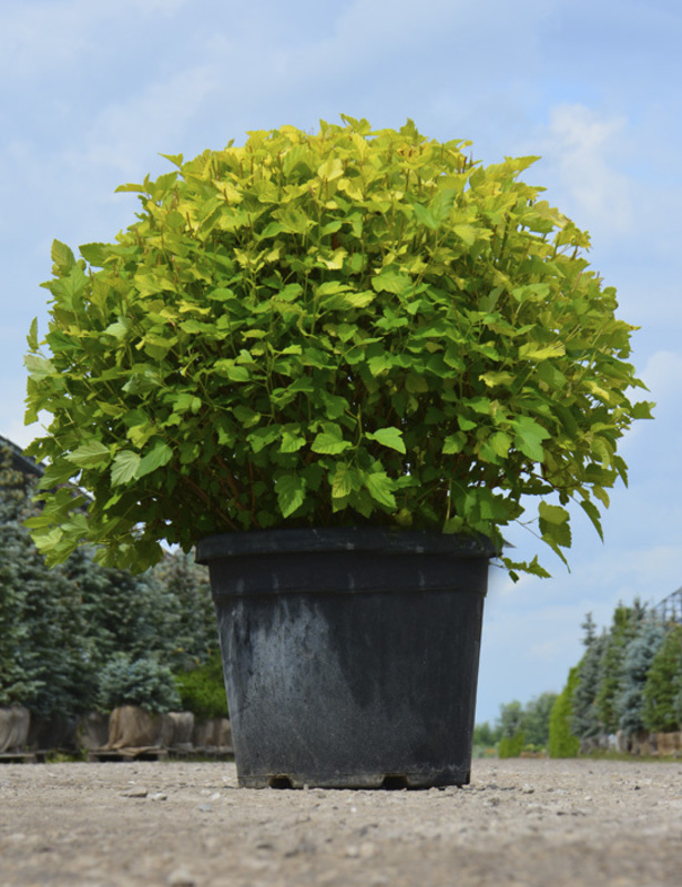 Пузыреплодник калинолистный Дартс Голд (Physocarpus opulifolius 'Dart's Gold')