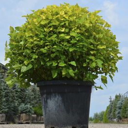 Пузыреплодник калинолистный Дартс Голд (Physocarpus opulifolius 'Dart's Gold')