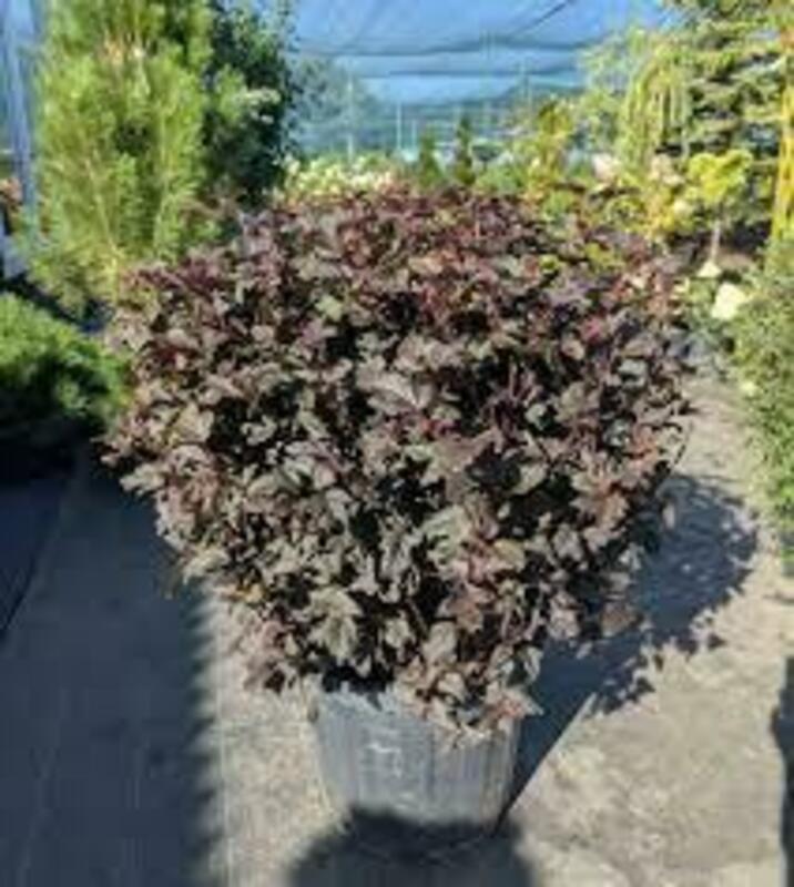 Пузыреплодник калинолистный Леди ин Ред (Physocarpus opulifolius 'Lady in Red')