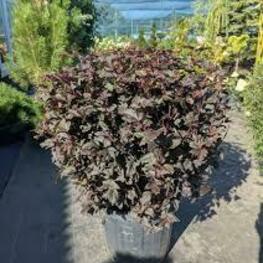 Пузыреплодник калинолистный Леди ин Ред (Physocarpus opulifolius 'Lady in Red')