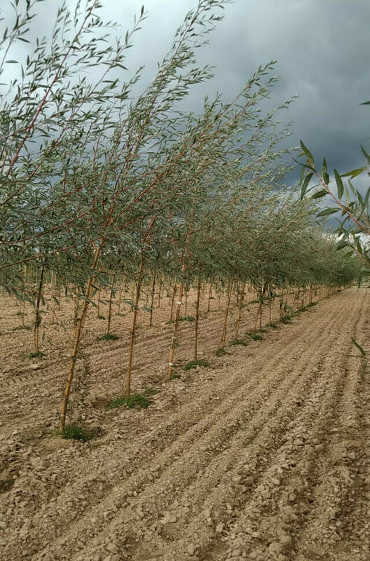 Ива ломкая Басфордиана (Salix fragilis 'Basfordiana')