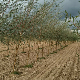 Ива ломкая Басфордиана (Salix fragilis 'Basfordiana')