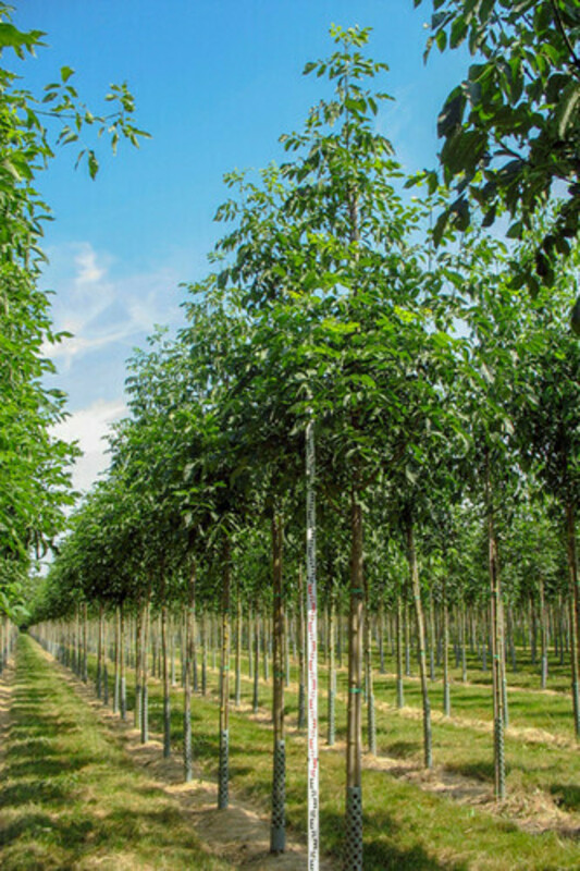 Ясень американский "Autumn Applause"