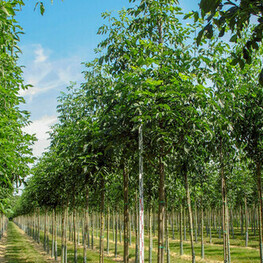 Ясень американский "Autumn Applause"