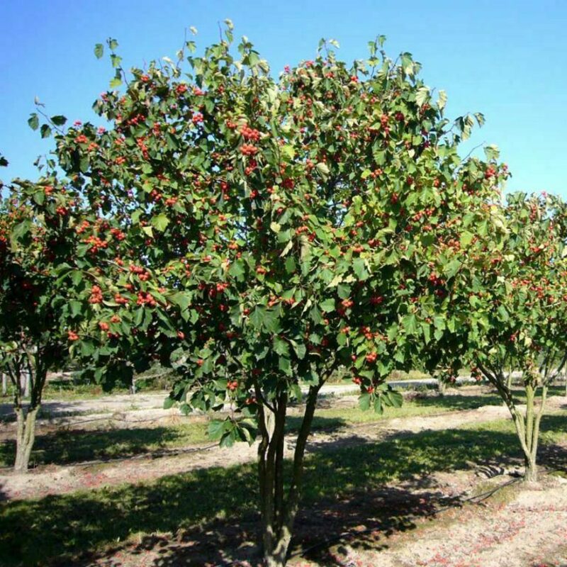 Боярышник гибридный (Crataegus x media)