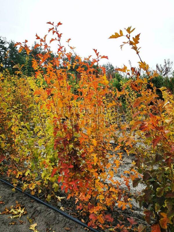 Боярышник перистонадрезанный