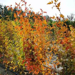 Боярышник перистонадрезанный