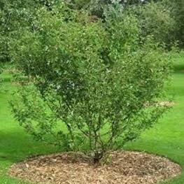 Боярышник перистонадрезанный (Crataegus pinnatifida)