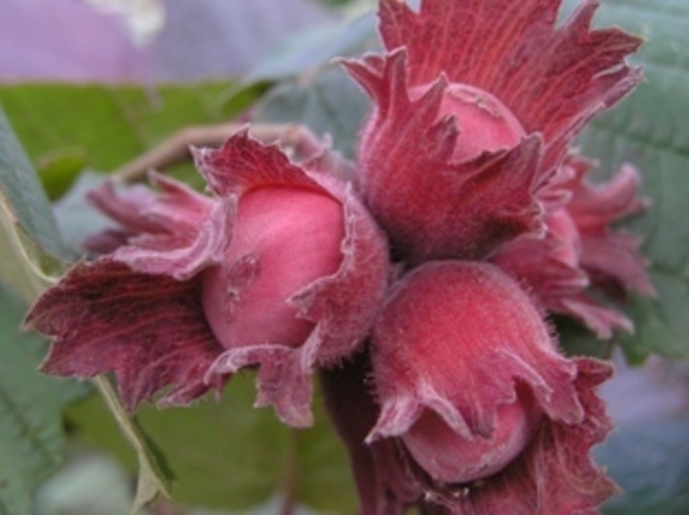 Лещина краснолистная Академик Яблоков (Corylus 'Akademik Yablokov')