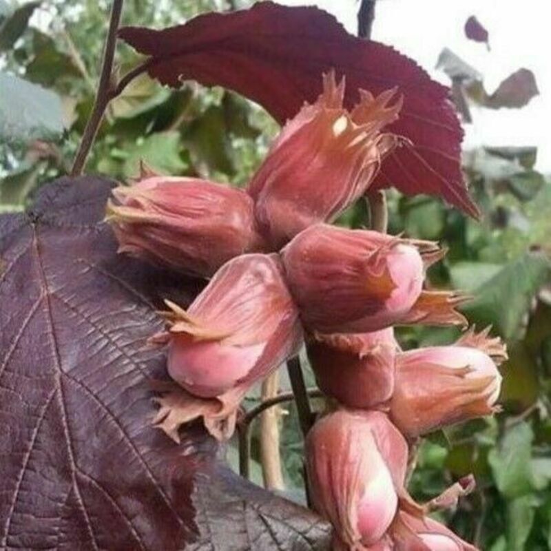 Лещина обыкновенная Ивантеевский Пурпурный (Corylus avellana 'Ivanteevskiy Purpurnyy')