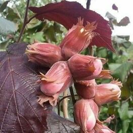 Лещина обыкновенная Ивантеевский Пурпурный (Corylus avellana 'Ivanteevskiy Purpurnyy')