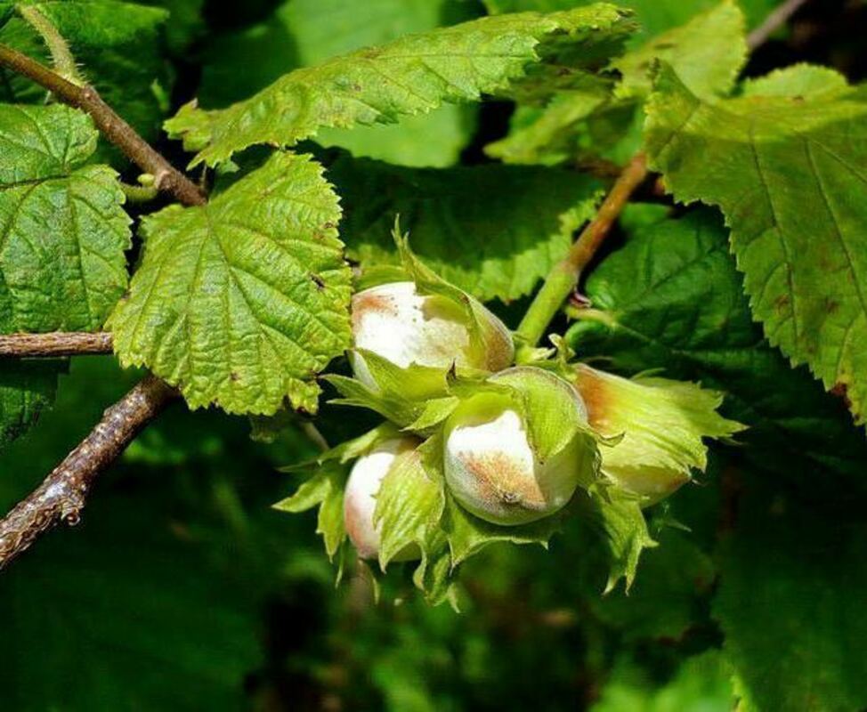 Лещина обыкновенная Ивантеевский Конфетный (Corylus avellana 'Ivanteevskiy Konfetnyy')
