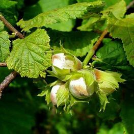 Лещина обыкновенная Ивантеевский Конфетный (Corylus avellana 'Ivanteevskiy Konfetnyy')