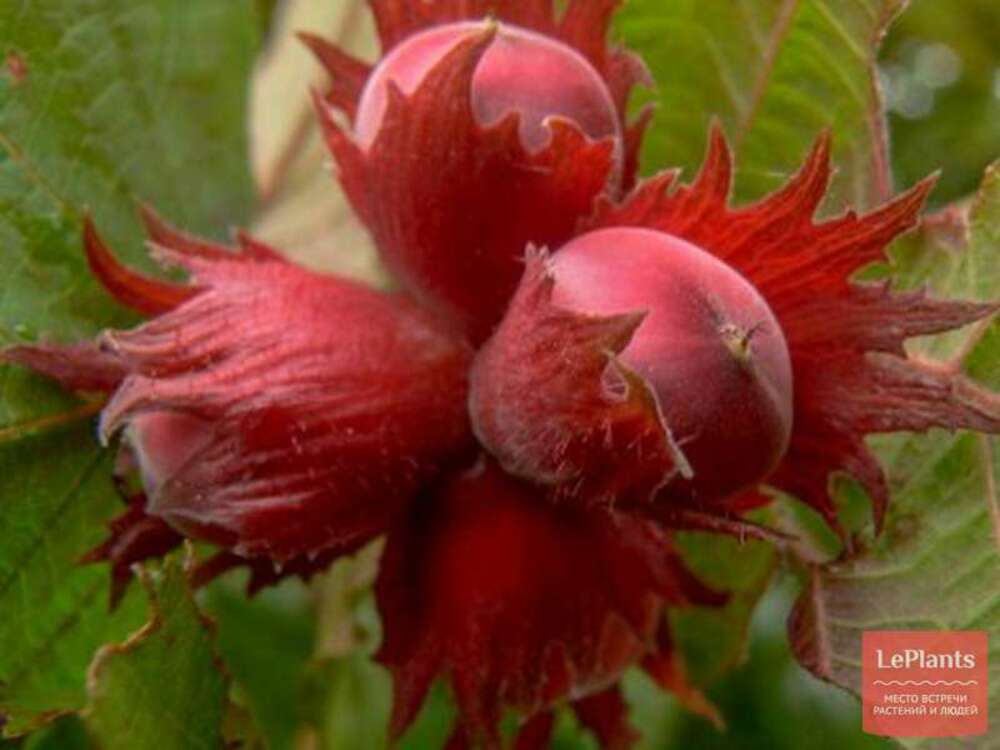 Лещина обыкновенная Сахарный (Corylus avellana 'Sakharnyy')