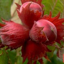 Лещина обыкновенная Сахарный (Corylus avellana 'Sakharnyy')