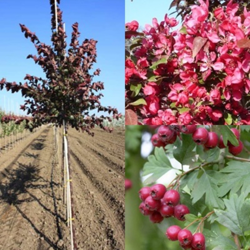 Яблоня декоративная Скарлетт (Malus 'Scarlett')