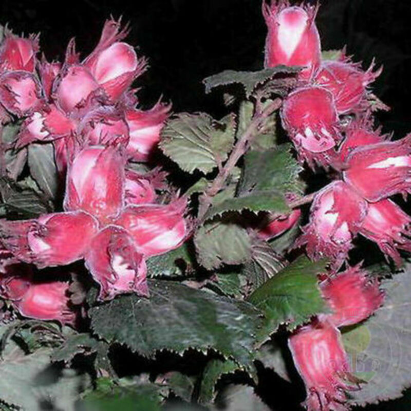 Лещина обыкновенная Московский Ранний (Corylus avellana 'Moskovskiy Ranniy')