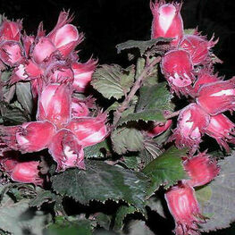 Лещина обыкновенная Московский Ранний (Corylus avellana 'Moskovskiy Ranniy')