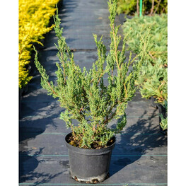 Можжевельник горизонтальный Альпина (Juniperus horizontalis 'Alpina')