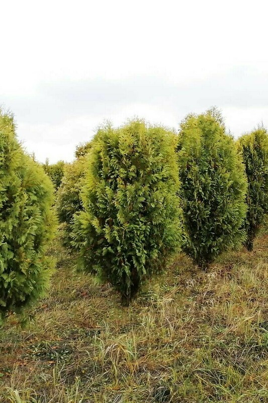 Туя западная Ховеи (Thuja occidentalis 'Hoveyi')