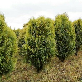 Туя западная Ховеи (Thuja occidentalis 'Hoveyi')