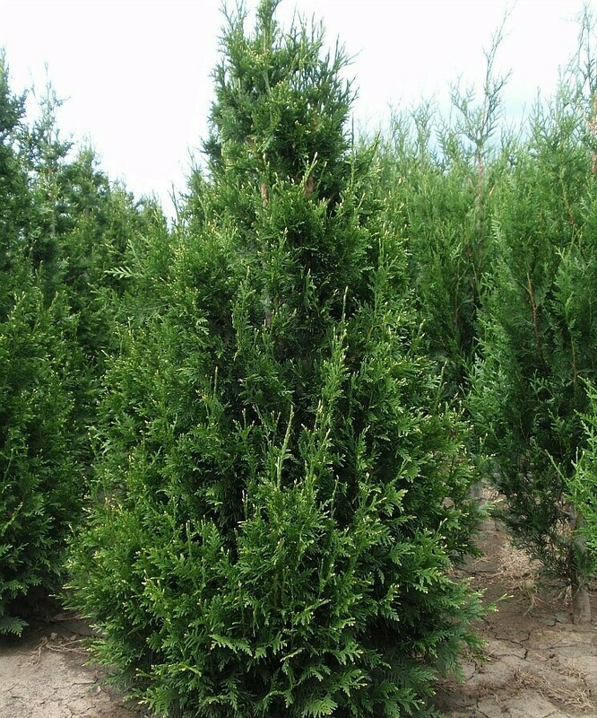 Туя складчатая