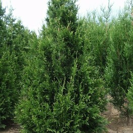 Туя складчатая (Thuja plicata)