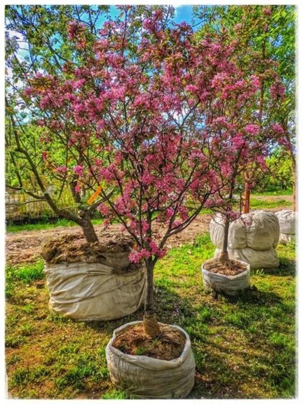Яблоня декоративная (Malus hybrida)