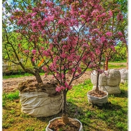 Яблоня декоративная (Malus hybrida)