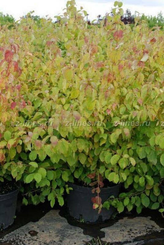 Дерен кроваво-красный (Cornus sanguinea)